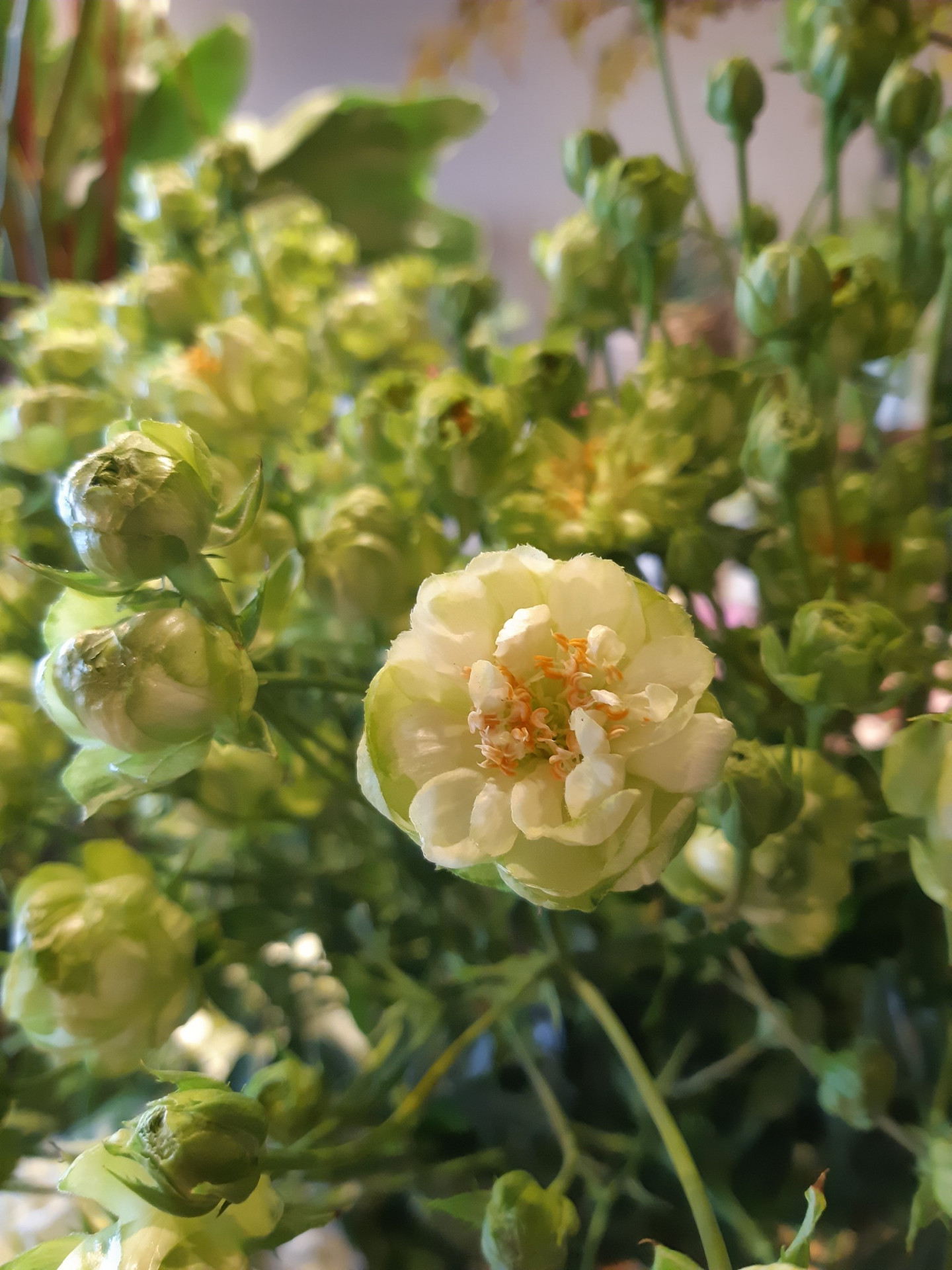 成人式の花は大阪市旭区の花屋 結いはなでは 花屋を大阪で運営している人気生花店 結いはなが運営しているブログです