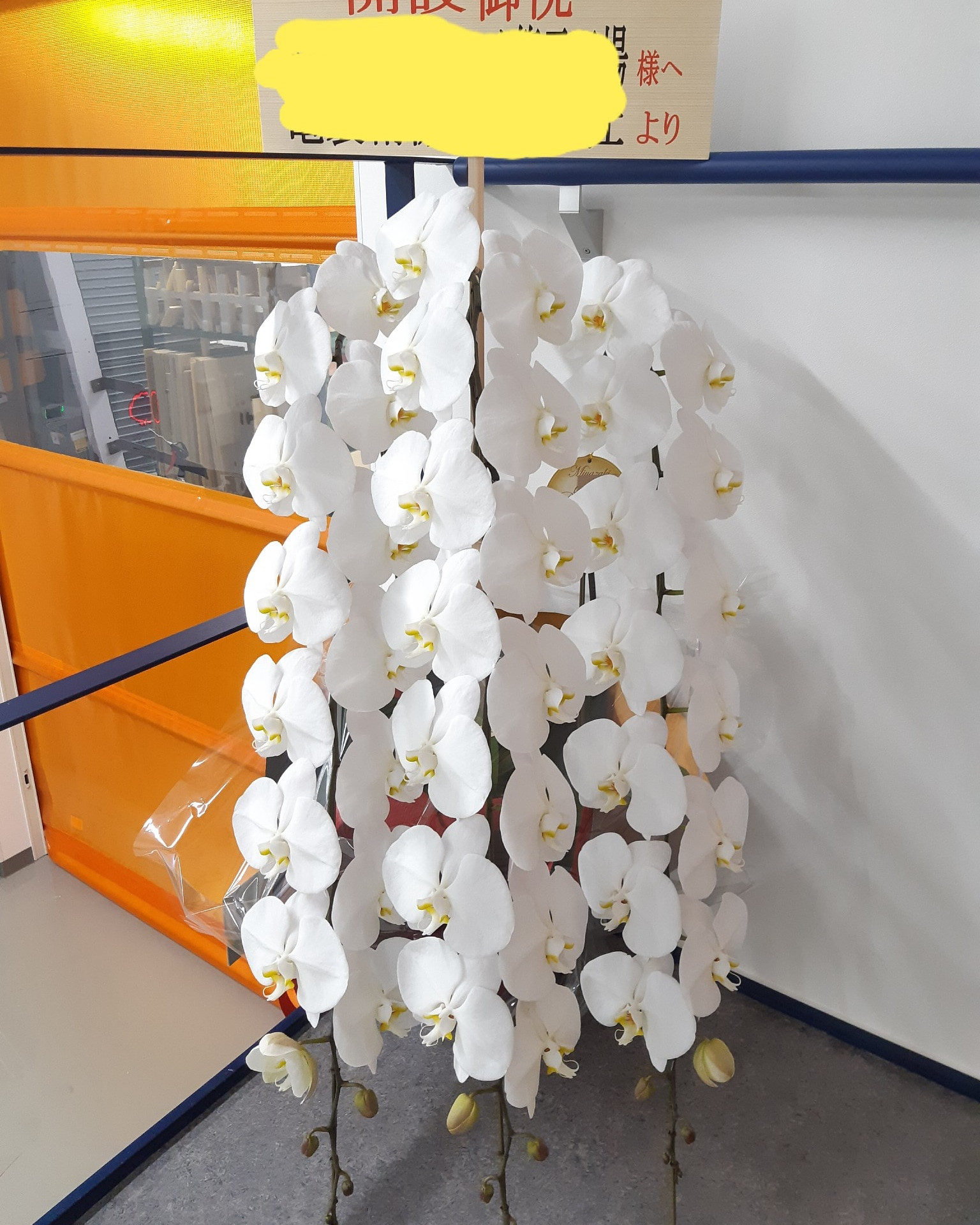 胡蝶蘭を贈るなら旭区千林大宮の花屋 結いはなで 花屋を大阪で運営している人気生花店 結いはなが運営しているブログです